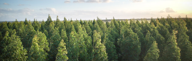 Digitalization: Five pathways toward 